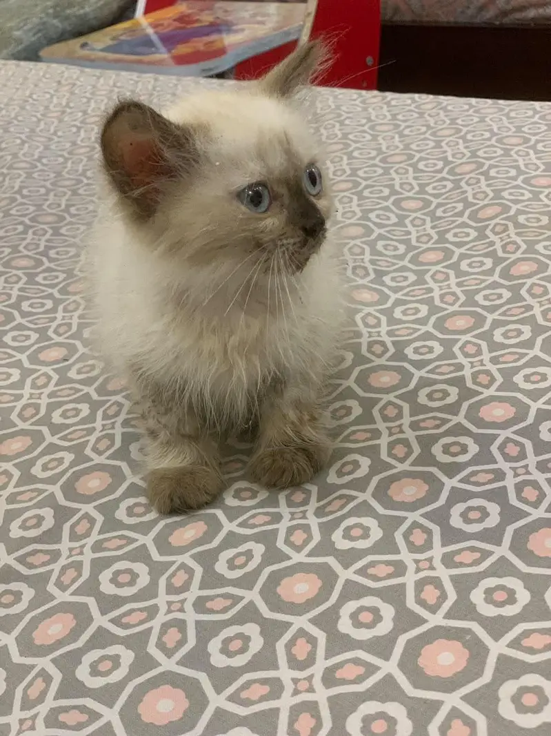 cat for sale — photo 2