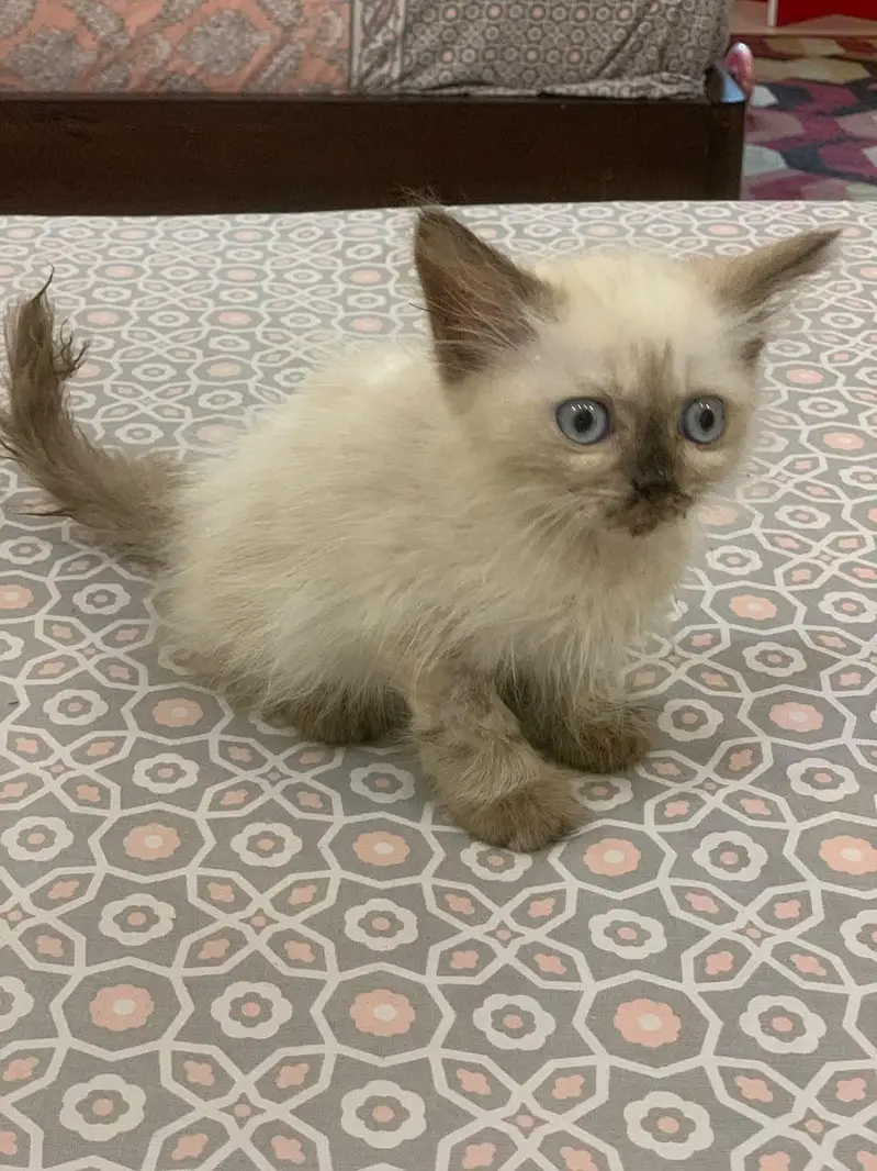 cat for sale — photo 3