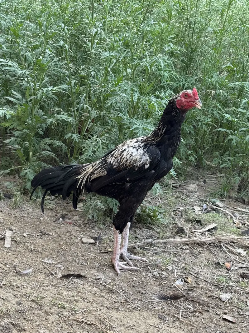 Aseel for sale 4900 — photo 2
