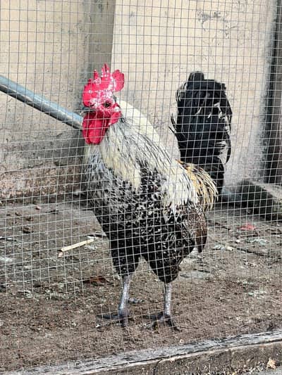 golden misri murgha for sale 03143174726