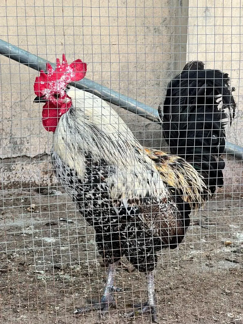 golden misri murgha for sale 03143174726 — photo 2