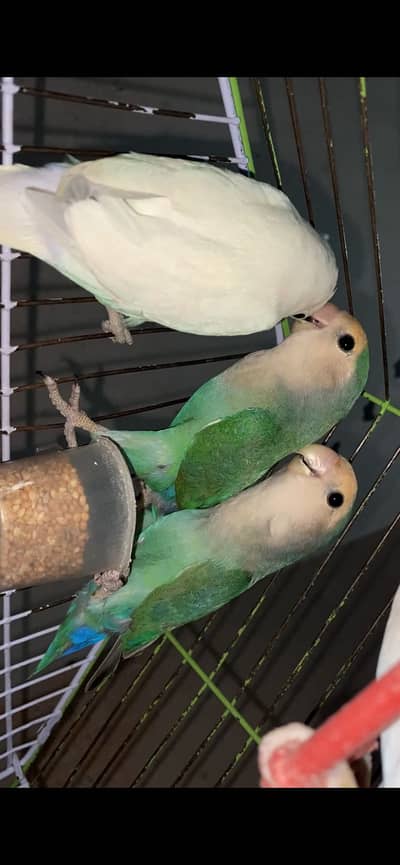 Albino Love Birds + Rossicolly love birds