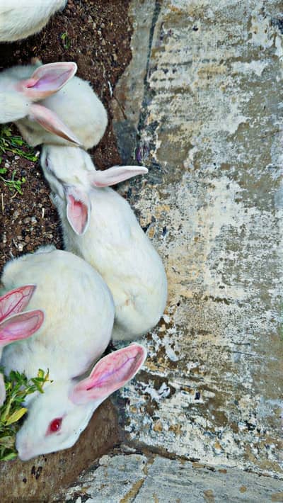 Rabbits for sale