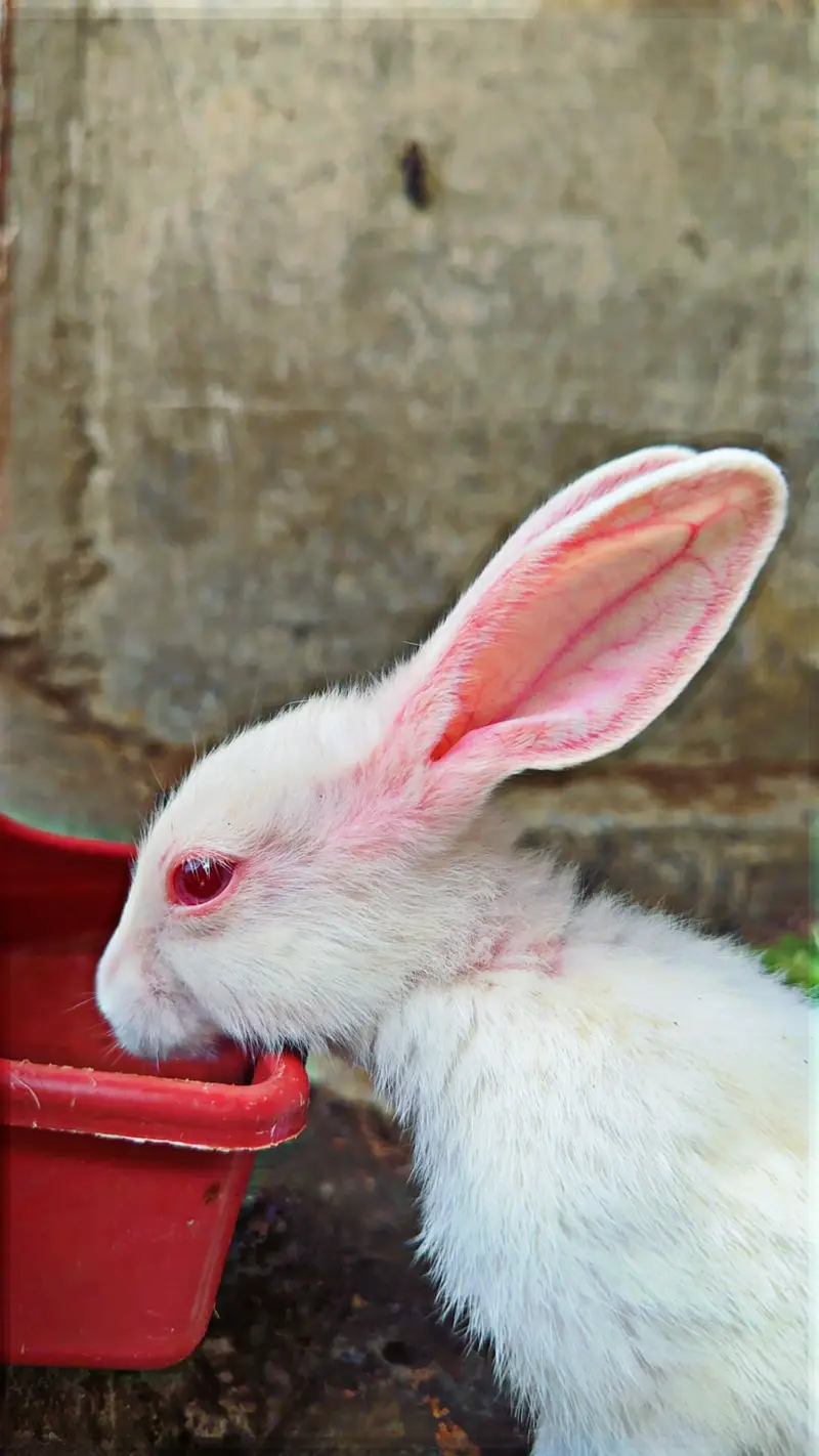 Rabbits for sale — photo 2