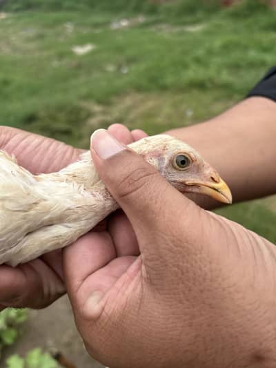 Aseel Chicks (choozy)