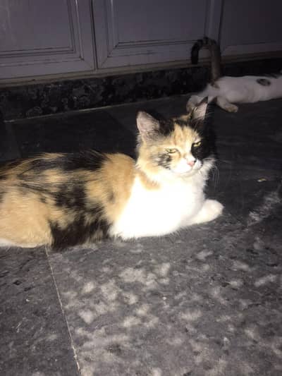 I want to sale my Persian cat with four kittens