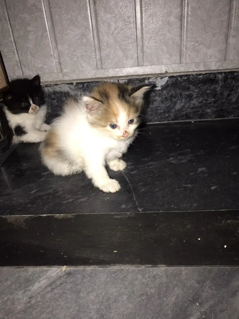 I want to sale my Persian cat with four kittens — photo 3