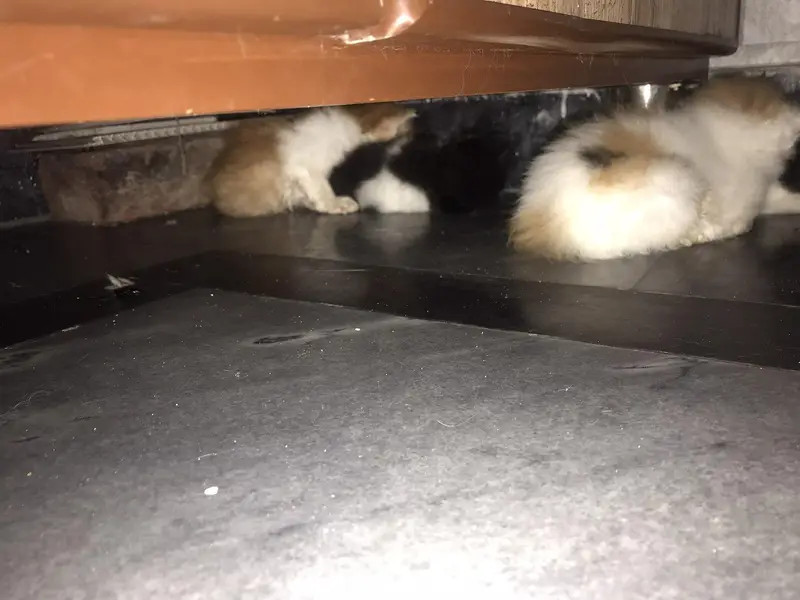I want to sale my Persian cat with four kittens — photo 5