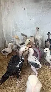 aseel chicks — photo 2