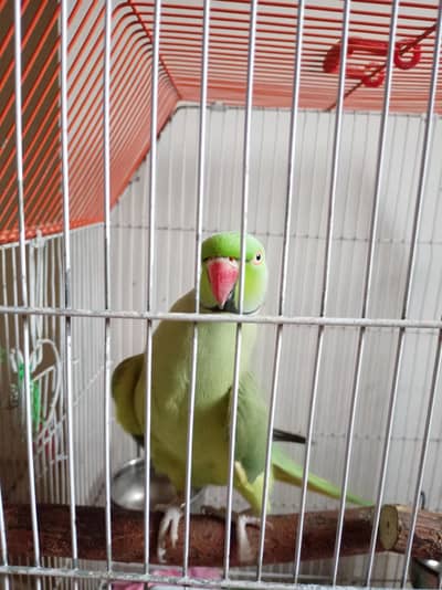 Green Ringneck Male Talking Parrot Healthy And Active
