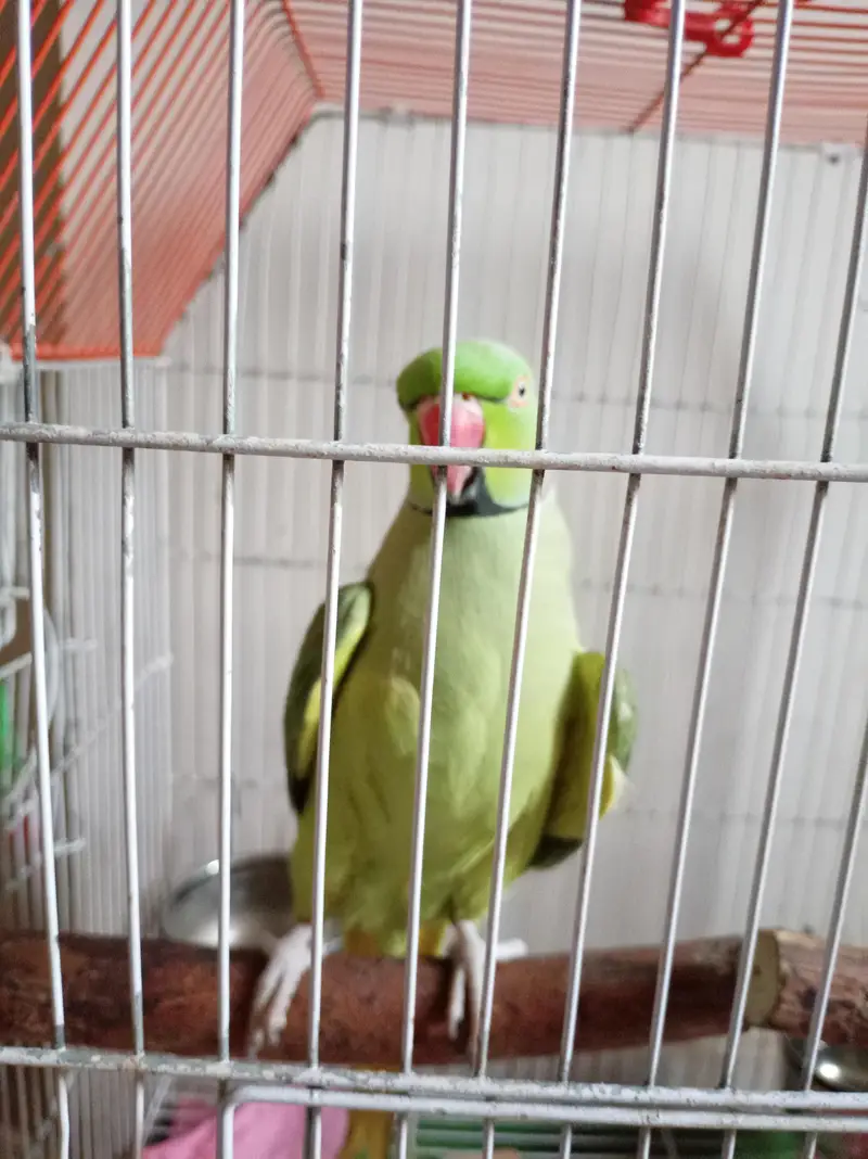 Green Ringneck Male Talking Parrot Healthy And Active — photo 2