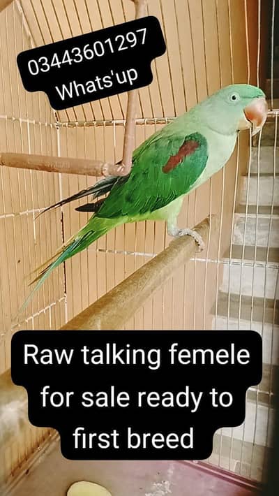 raw female for sale talking on mund