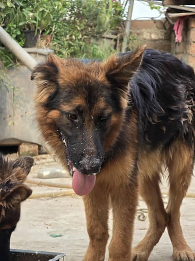 German Shepherd 5 months old Long Coat