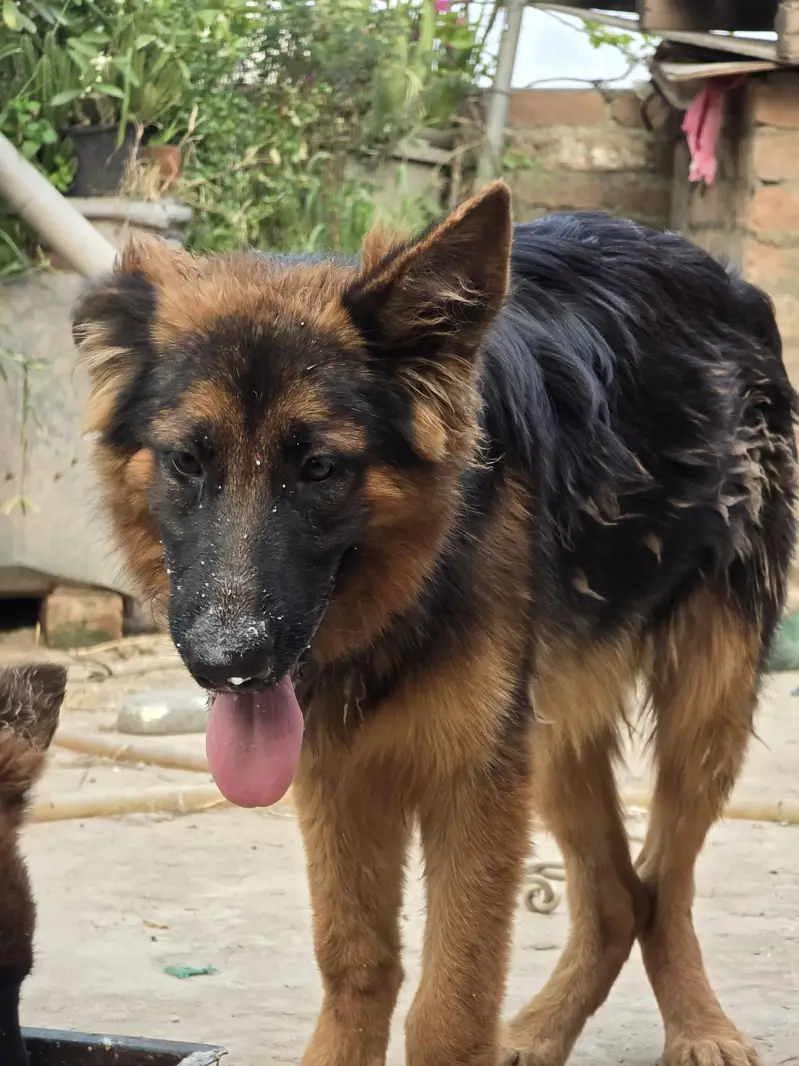 German Shepherd 5 months old Long Coat — photo 2