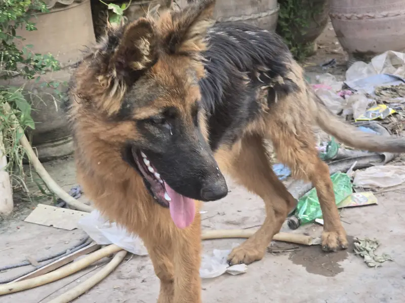 German Shepherd 5 months old Long Coat — photo 3