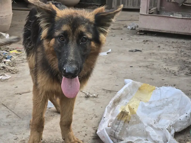German Shepherd 5 months old Long Coat — photo 4