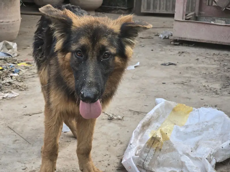 German Shepherd 5 months old Long Coat — photo 5