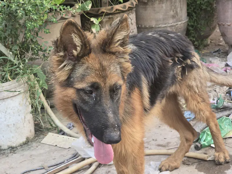 German Shepherd 5 months old Long Coat — photo 6