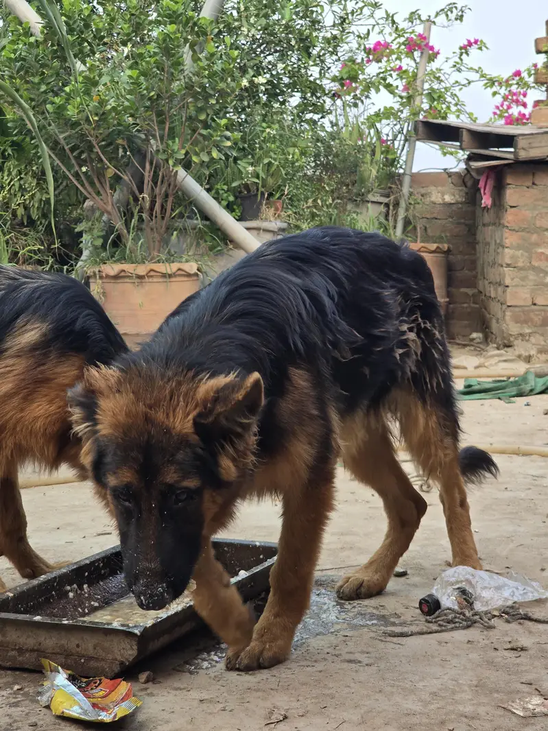 German Shepherd 5 months old Long Coat — photo 7