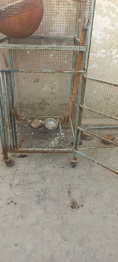 Raw parrots cage