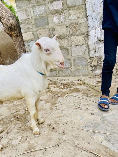 Teddy bakra white eyes top quality breeder gulabi skin