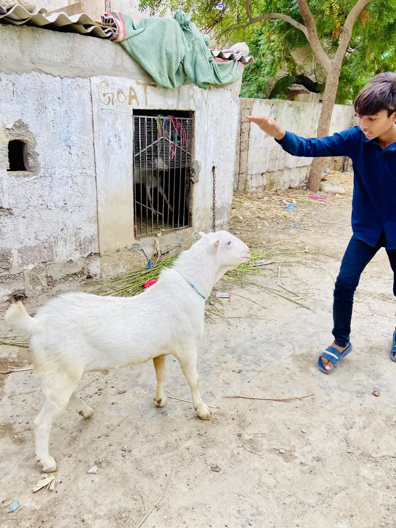 Teddy bakra white eyes top quality breeder gulabi skin — photo 2