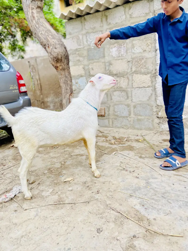 Teddy bakra white eyes top quality breeder gulabi skin — photo 3