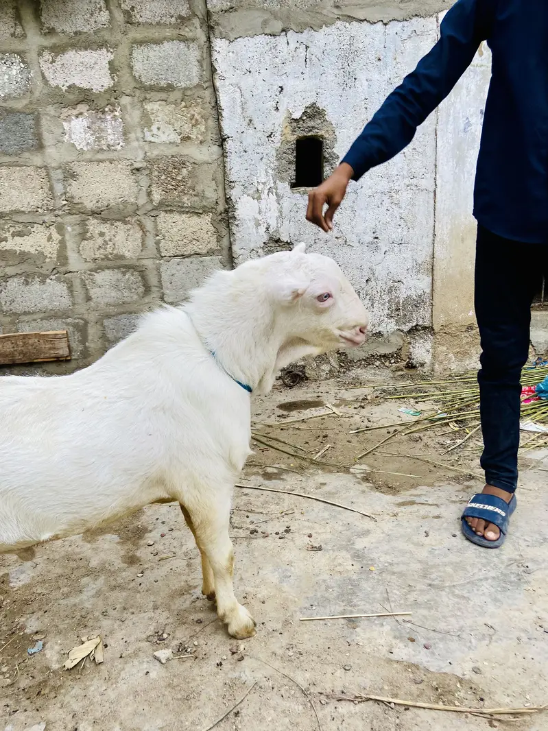 Teddy bakra white eyes top quality breeder gulabi skin — photo 4