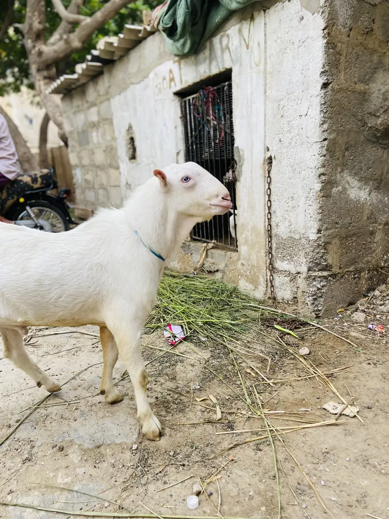 Teddy bakra white eyes top quality breeder gulabi skin — photo 5