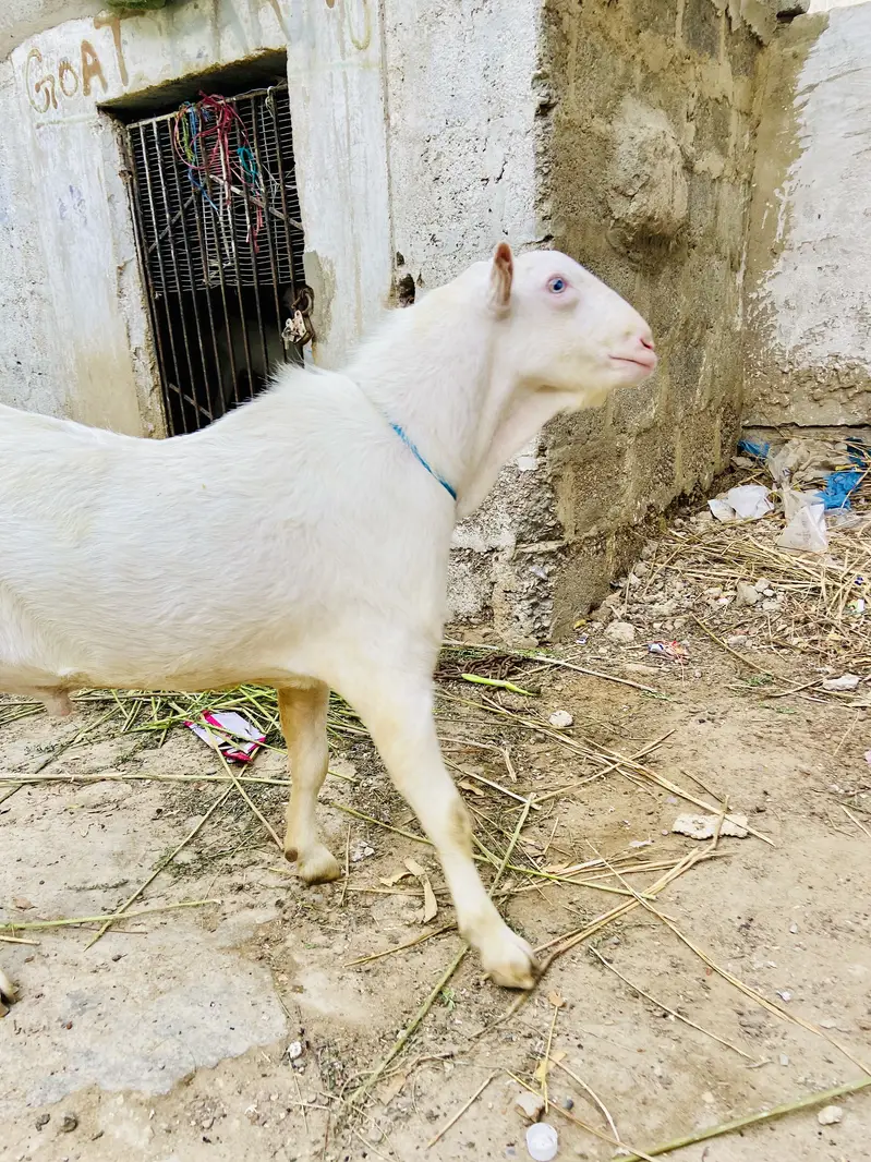 Teddy bakra white eyes top quality breeder gulabi skin — photo 6