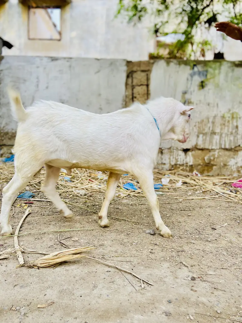 Teddy bakra white eyes top quality breeder gulabi skin — photo 7