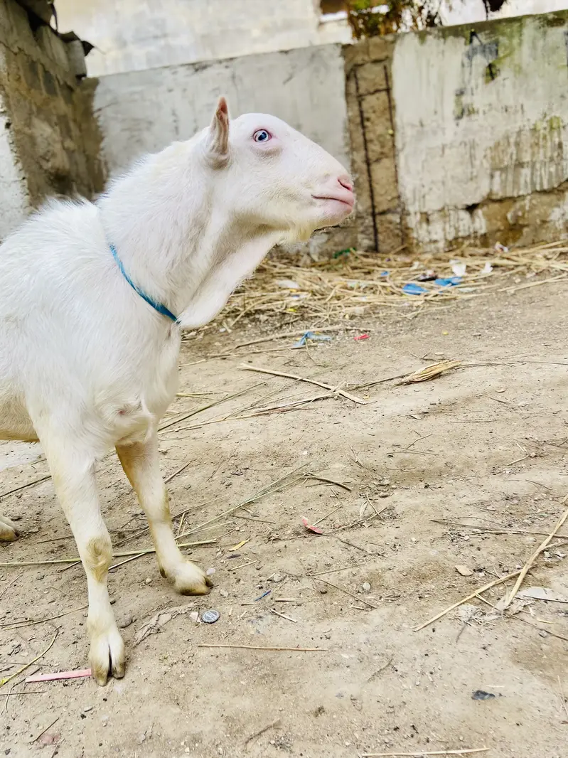 Teddy bakra white eyes top quality breeder gulabi skin — photo 8