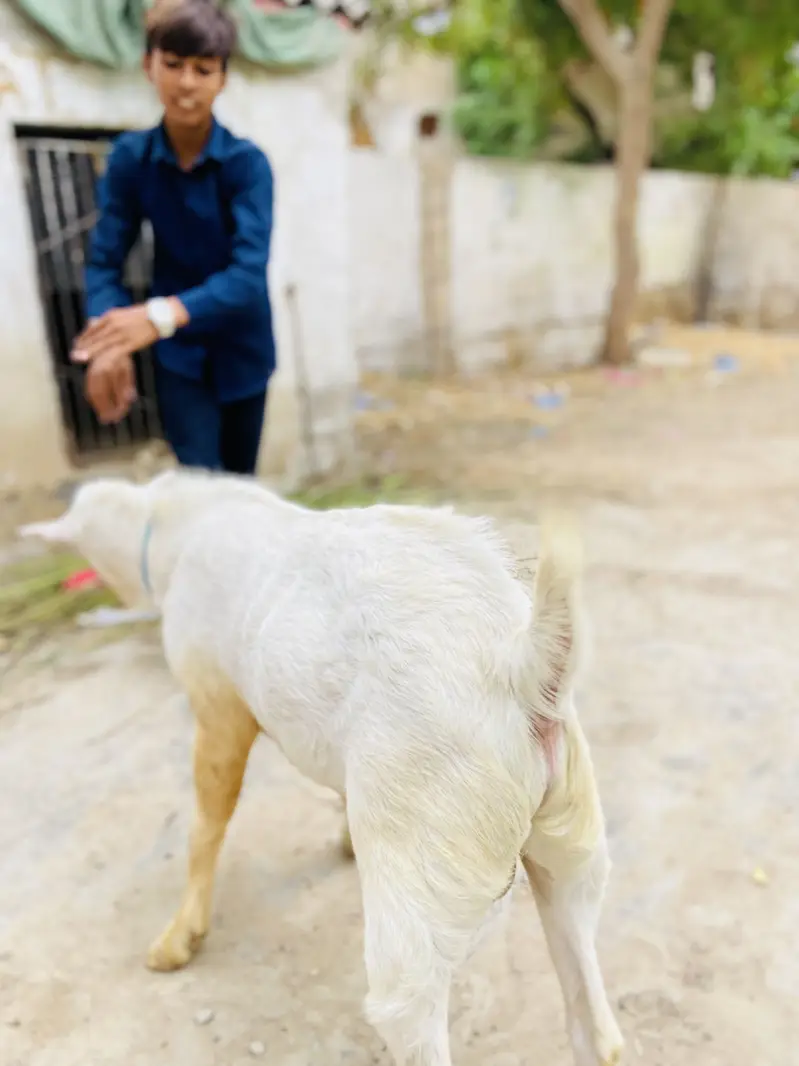 Teddy bakra white eyes top quality breeder gulabi skin — photo 9
