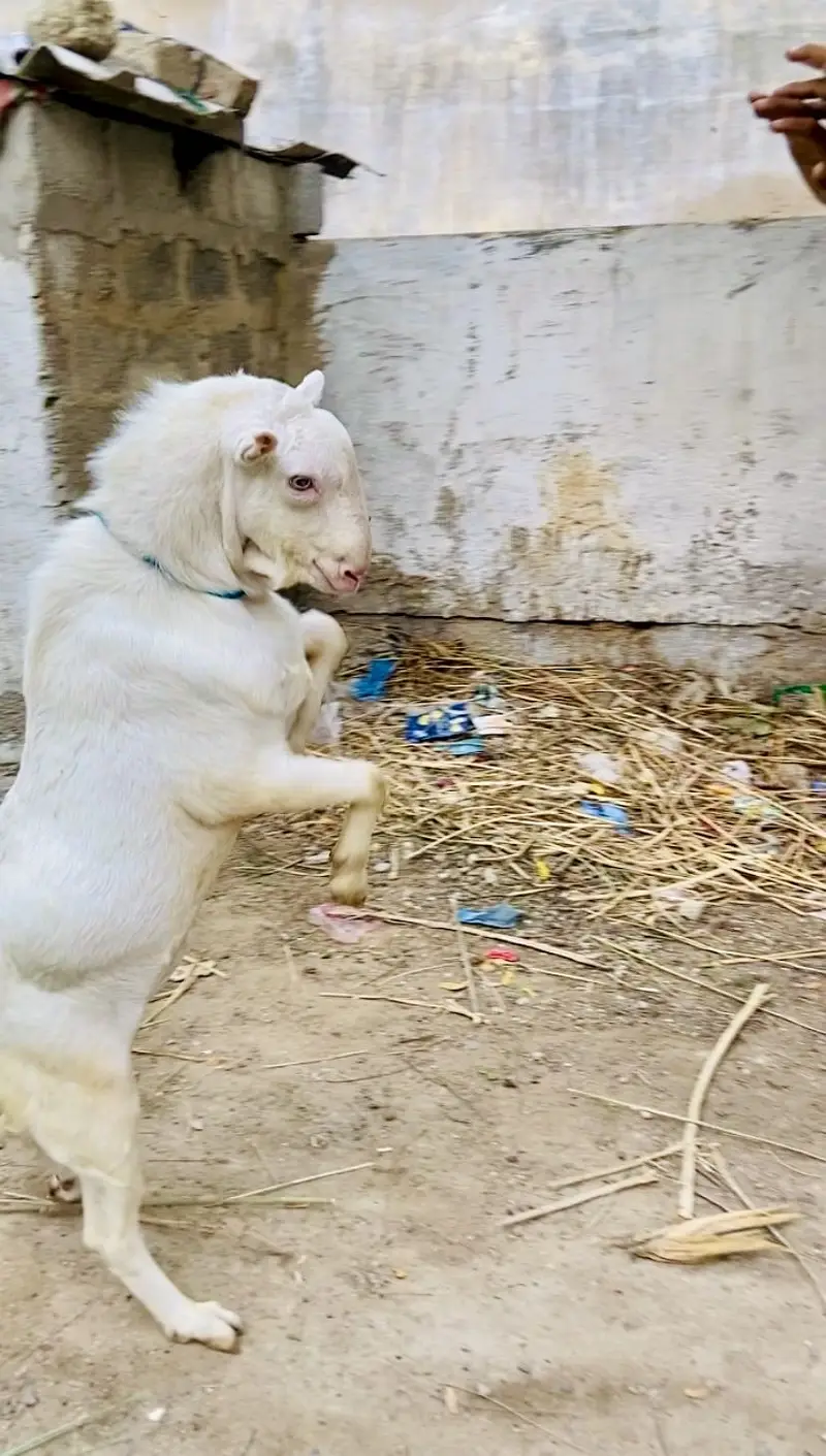 Teddy bakra white eyes top quality breeder gulabi skin — photo 10