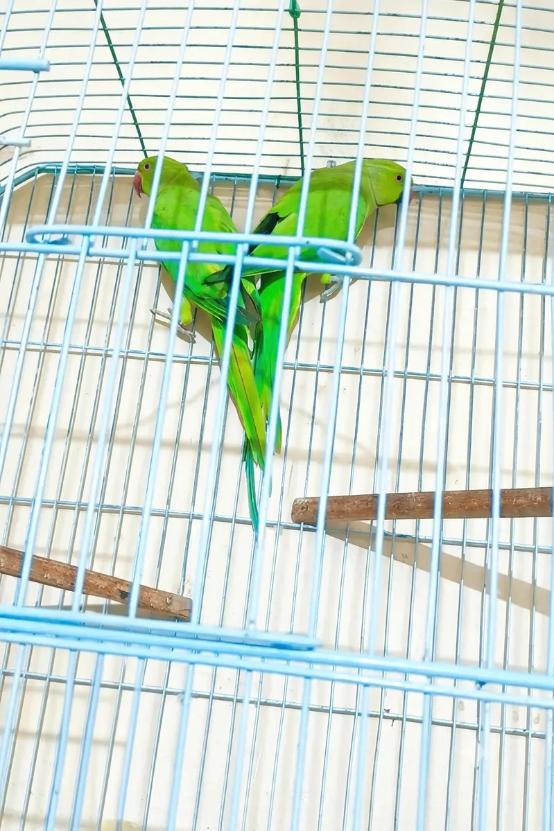 Urgent sell Big cage with Bird — photo 3
