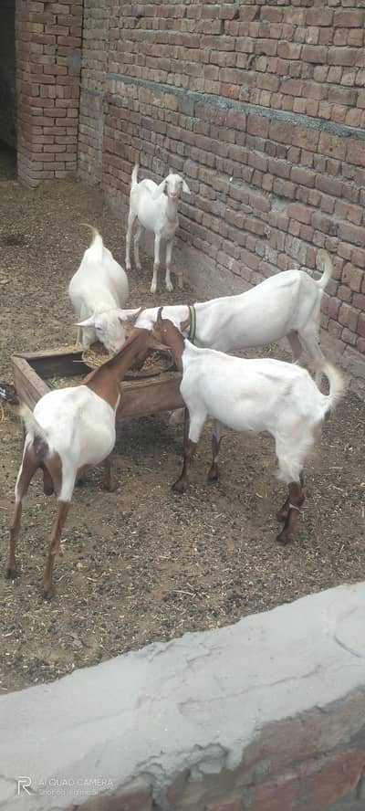Barbri bakrian 4 sari ki sari pregnant or shat aik male barbri