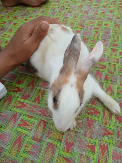 rabbit for sale
