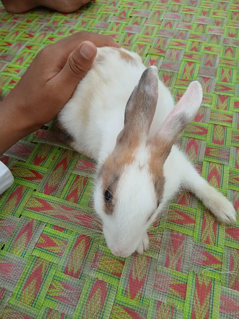rabbit for sale