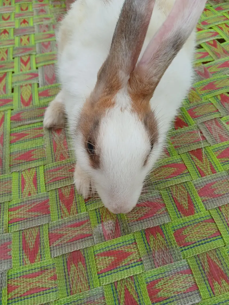 rabbit for sale — photo 2