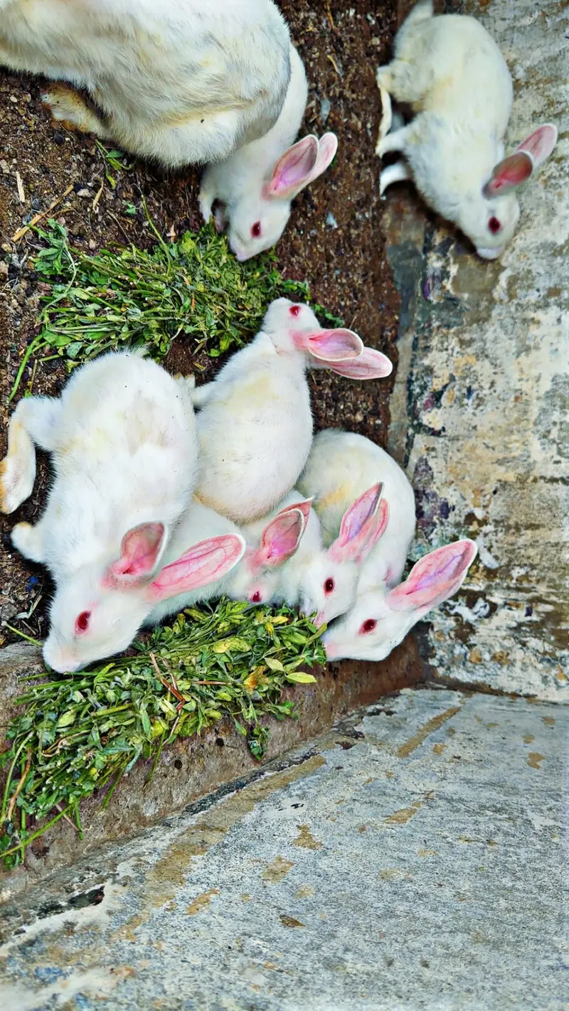 Rabbits for sale — photo 4