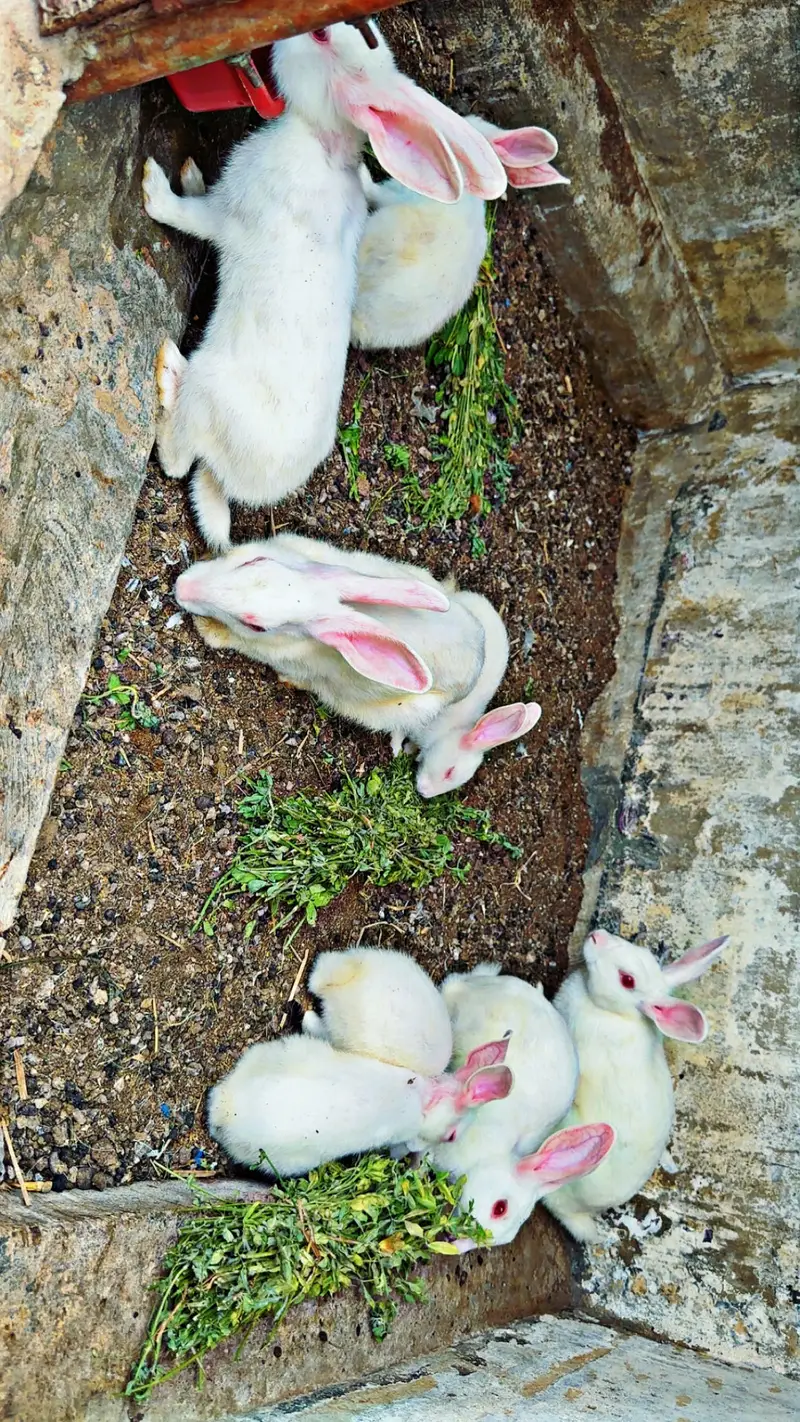 Rabbits for sale — photo 5