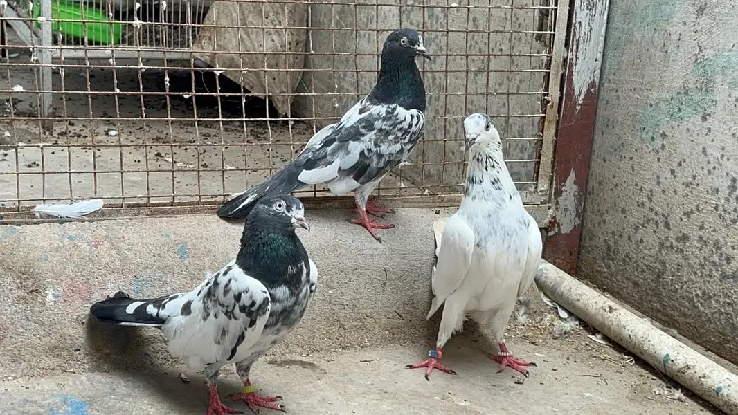 Hello janab 25 kabooter ha 6 pati waly ha baki kablee ha — photo 4