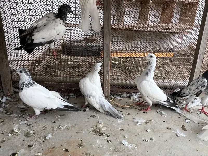 Hello janab 25 kabooter ha 6 pati waly ha baki kablee ha — photo 5