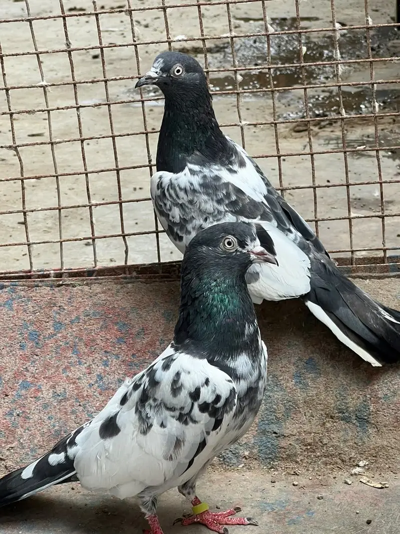 Hello janab 25 kabooter ha 6 pati waly ha baki kablee ha — photo 6