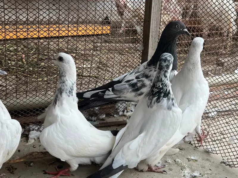 Hello janab 25 kabooter ha 6 pati waly ha baki kablee ha — photo 8