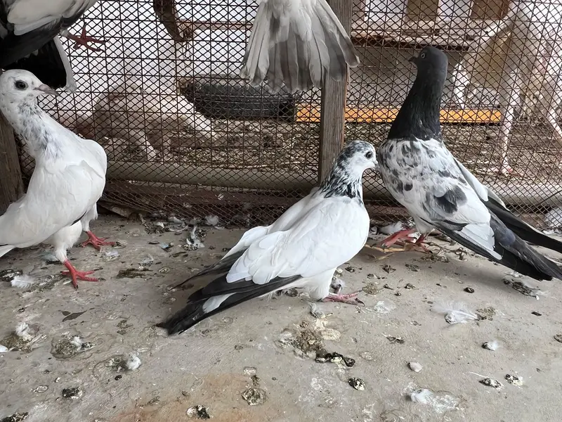 Hello janab 25 kabooter ha 6 pati waly ha baki kablee ha — photo 10