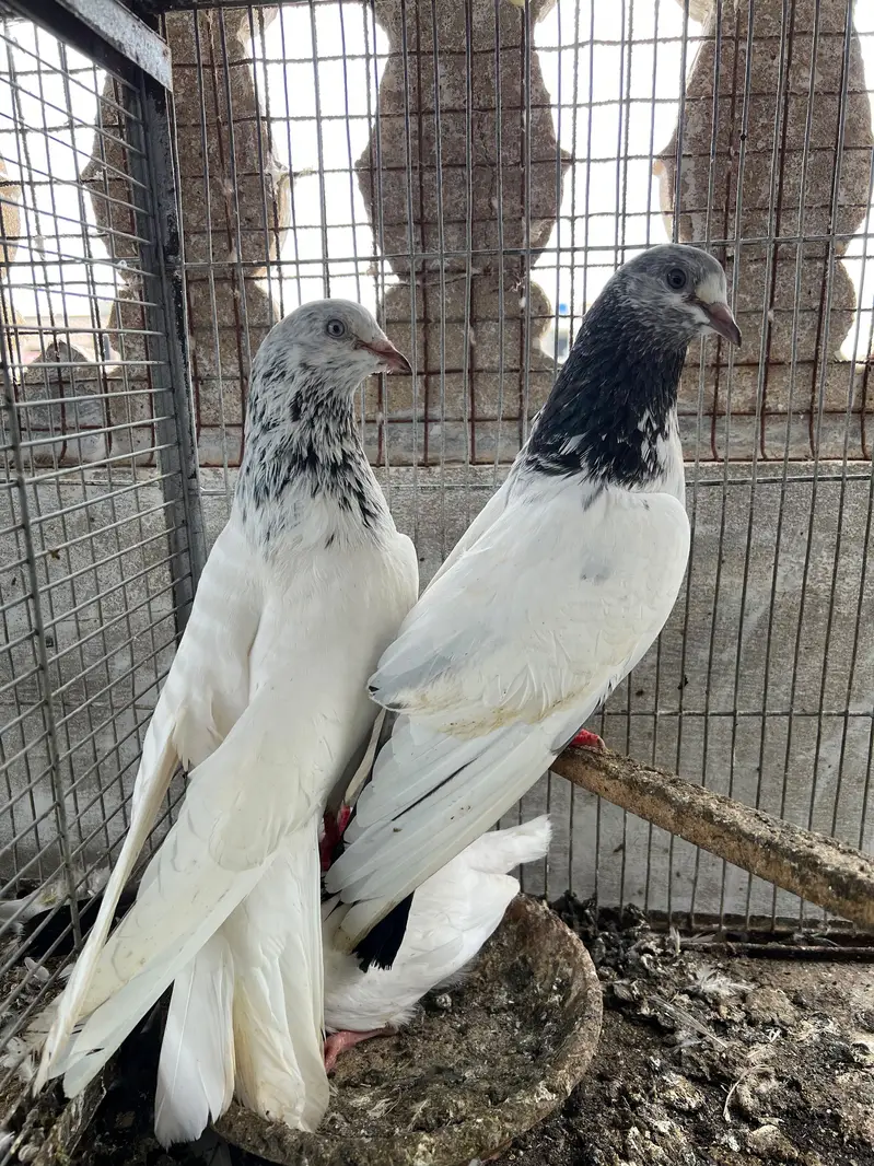 Hello janab 25 kabooter ha 6 pati waly ha baki kablee ha — photo 12
