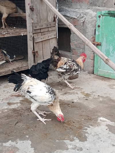 Golden Misri Hen and Rooster