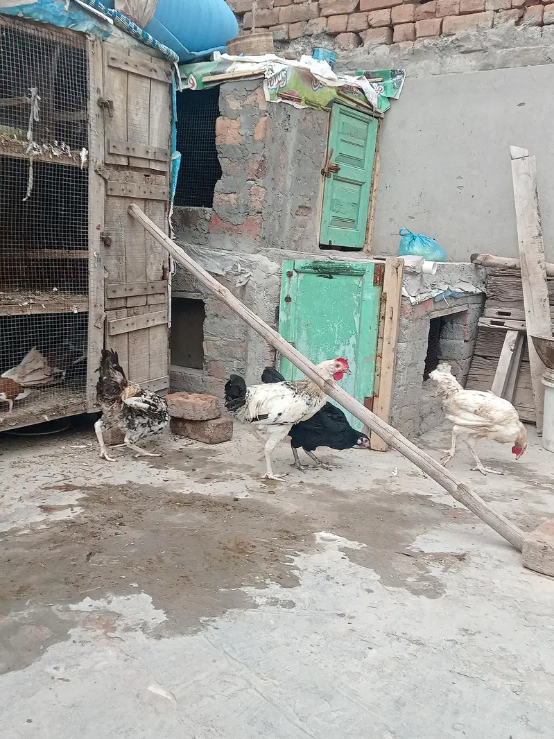 Golden Misri Hen and Rooster — photo 2
