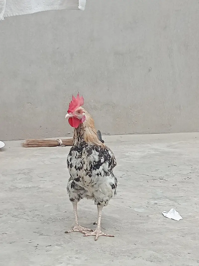 Golden Misri Hen and Rooster — photo 3